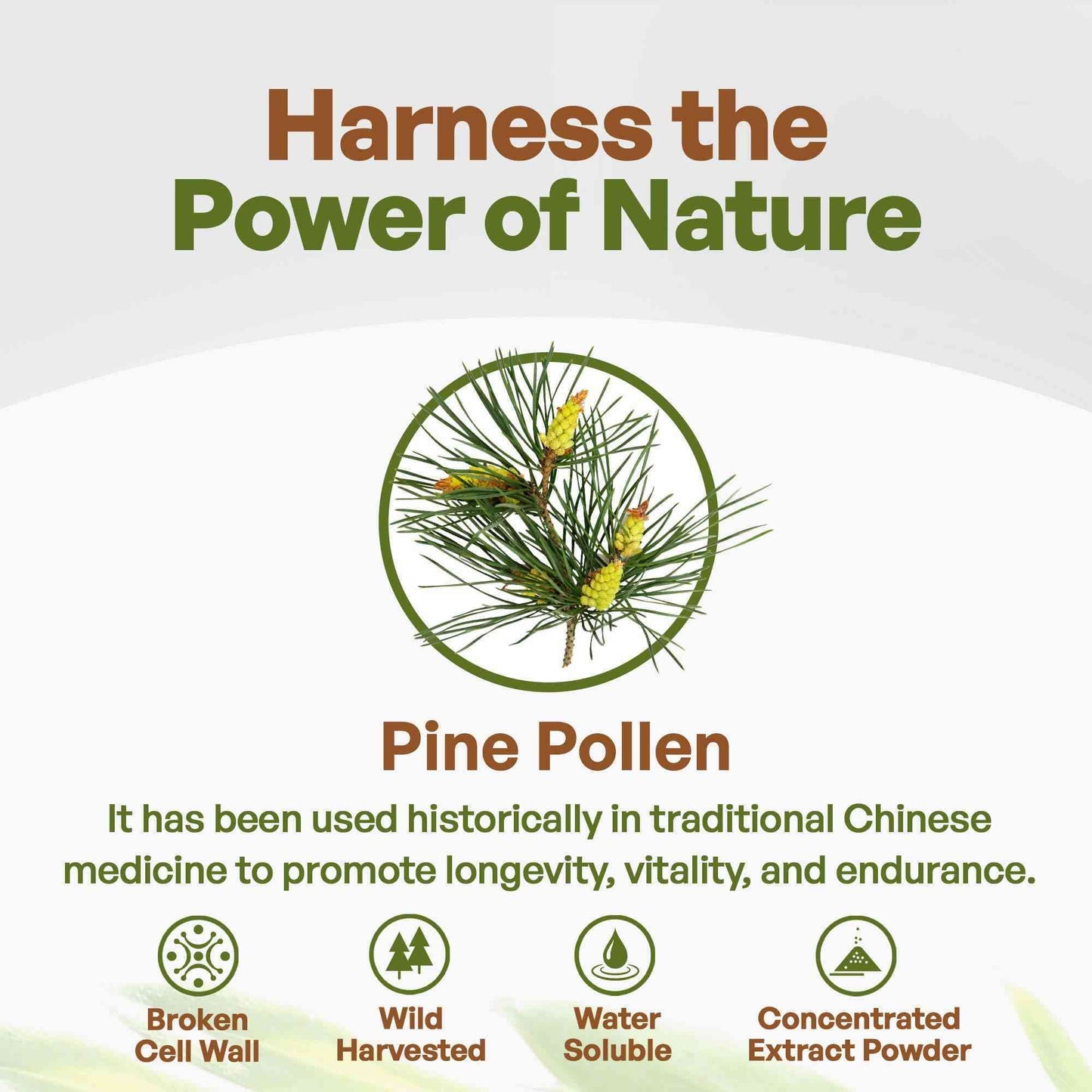 Pine Pollen Powder Cracked Cell 1lb Herbs & Tea Go Nutra Go Nutra Buy Pure Pine Pollen Powder Now!