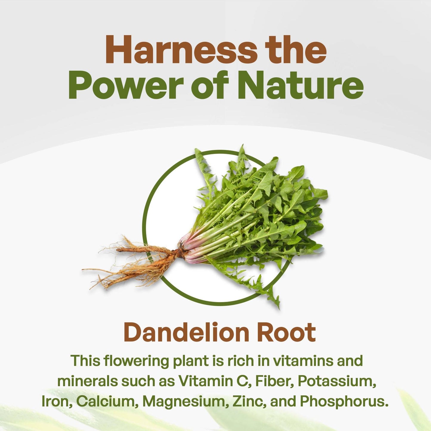 Herbs & Botanicals Go Nutra Go Nutra Organic Dandelion Root Powder 10:1