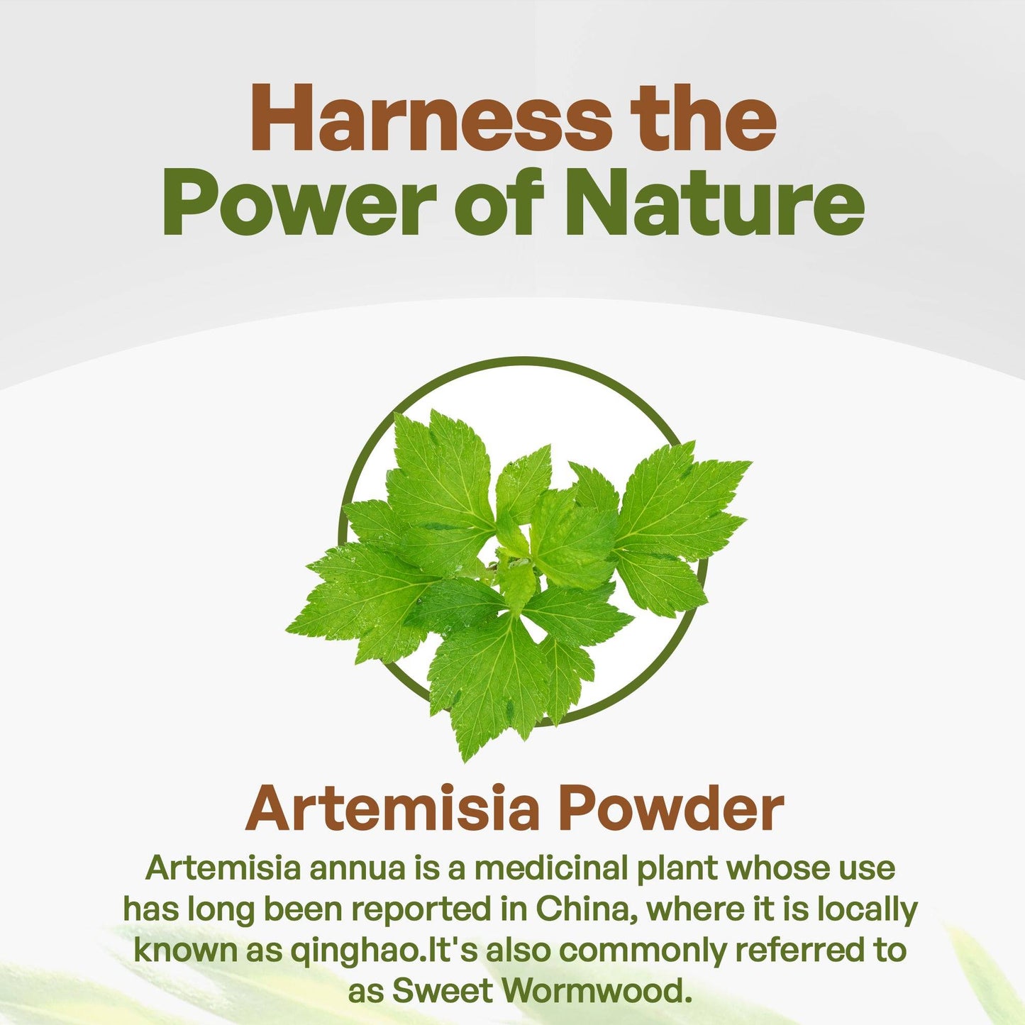 Sweet Wormwood Powder for Tea or Smoothies