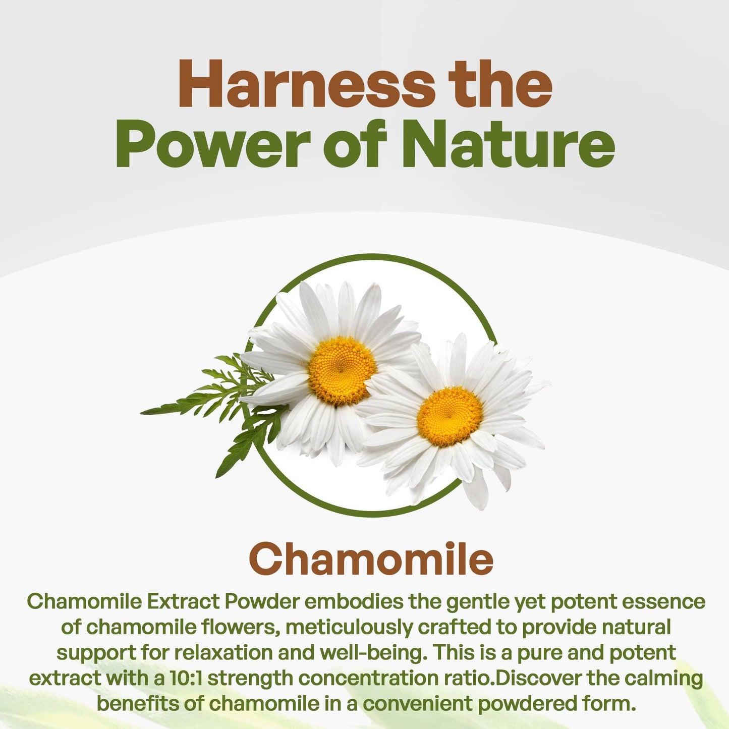Chamomile Extract Powder 8oz Herbs & Tea Go Nutra Go Nutra Organic Chamomile Extract Powder 8oz