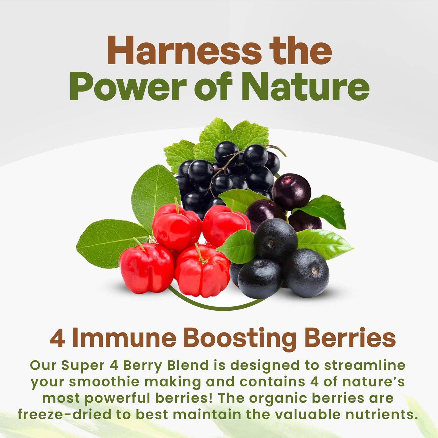 Acai Berry Blend for Bowls | Organic Superfood Smoothie Mix with Acai Maqui Elderberry Acerola 1lb. Herbs & Botanicals Go Nutra Go Nutra Organic Superfood Smoothie Mix | Healthy Supercharged Acai Blend