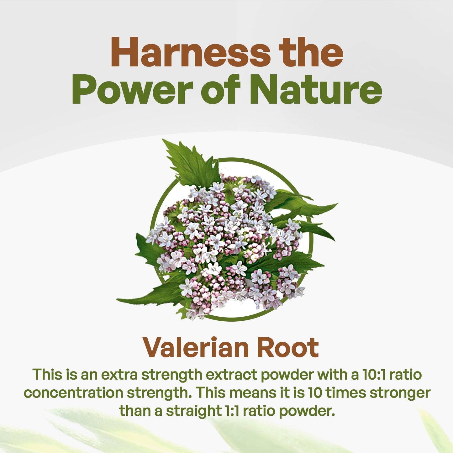 Valerian Root Extract Powder Extract 8 oz Herbs & Tea Go Nutra Go Nutra Valerian Root Extract Powder - 8oz Bottle