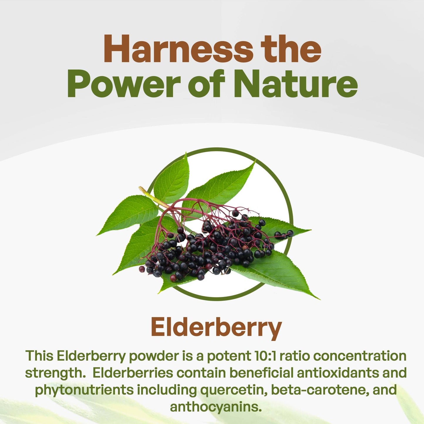 Elderberry Juice Powder Sambucus Nigra 1