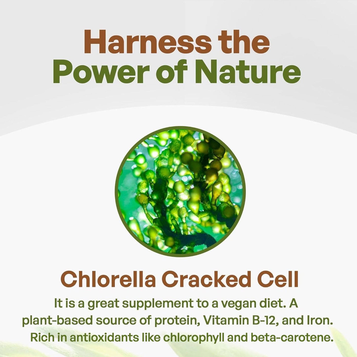 Go Nutra Organic Chlorella Tablets  | 1000 Tablets Superfood | Go Nutra