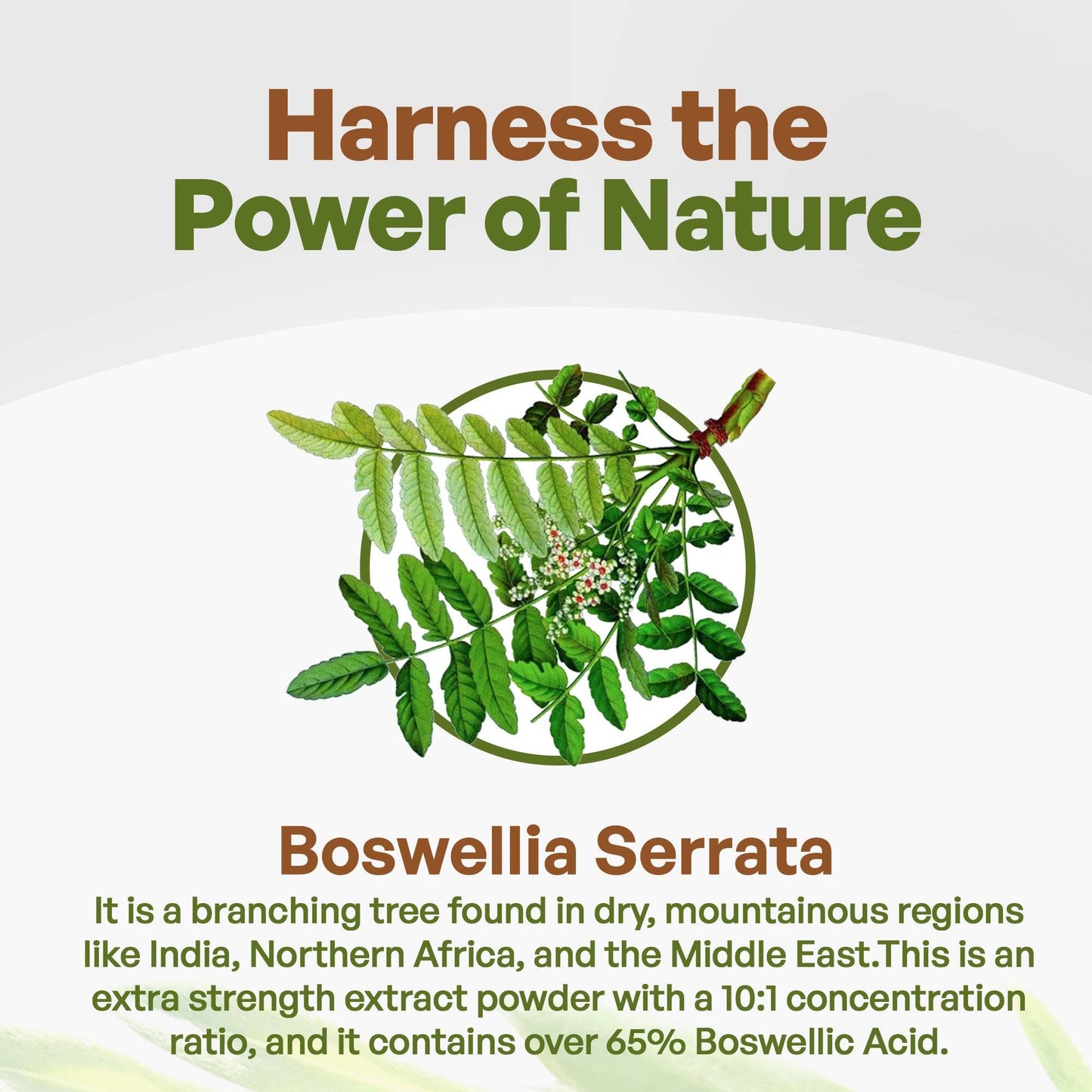 Go Nutra Boswellia Serrata Extract - Natural Anti-Inflammatory Supplement