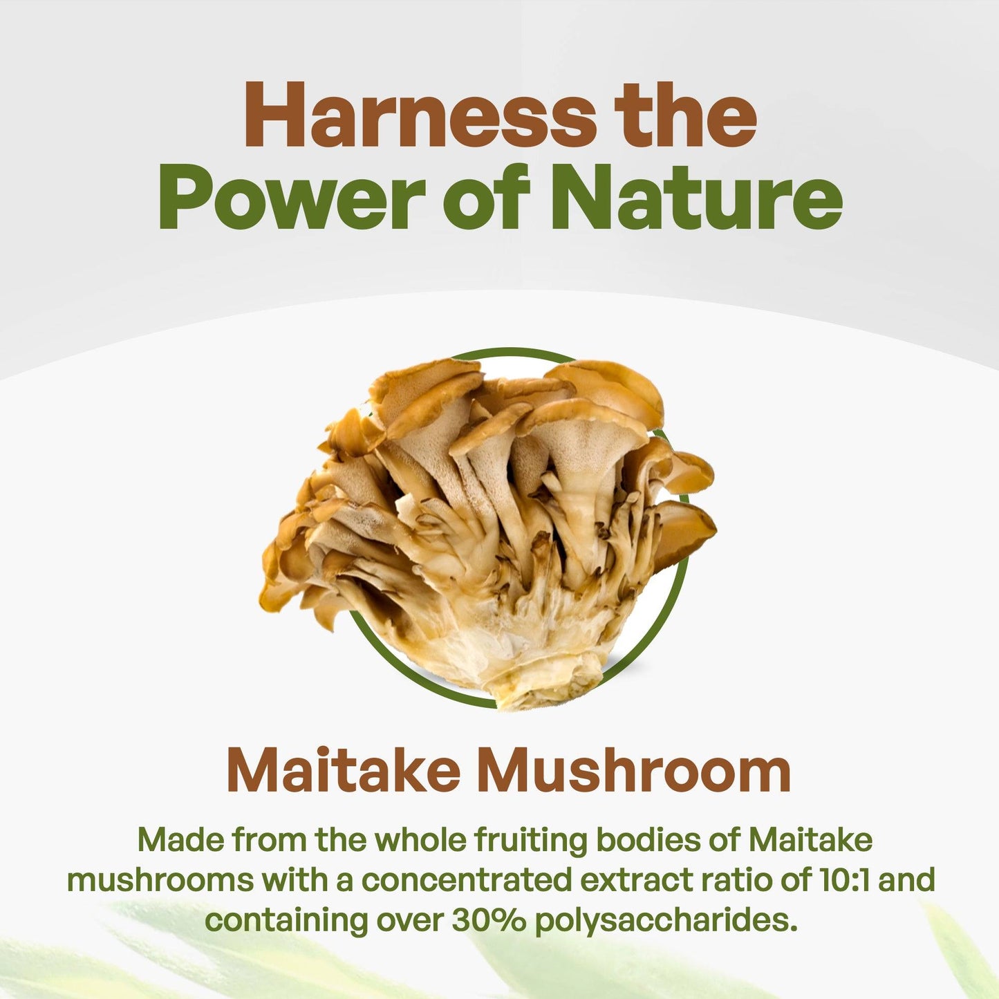 Maitake Mushroom Extract Powder 8oz Herbs & Botanicals Go Nutra Go Nutra Maitake Mushroom Extract Powder | Go Nutra