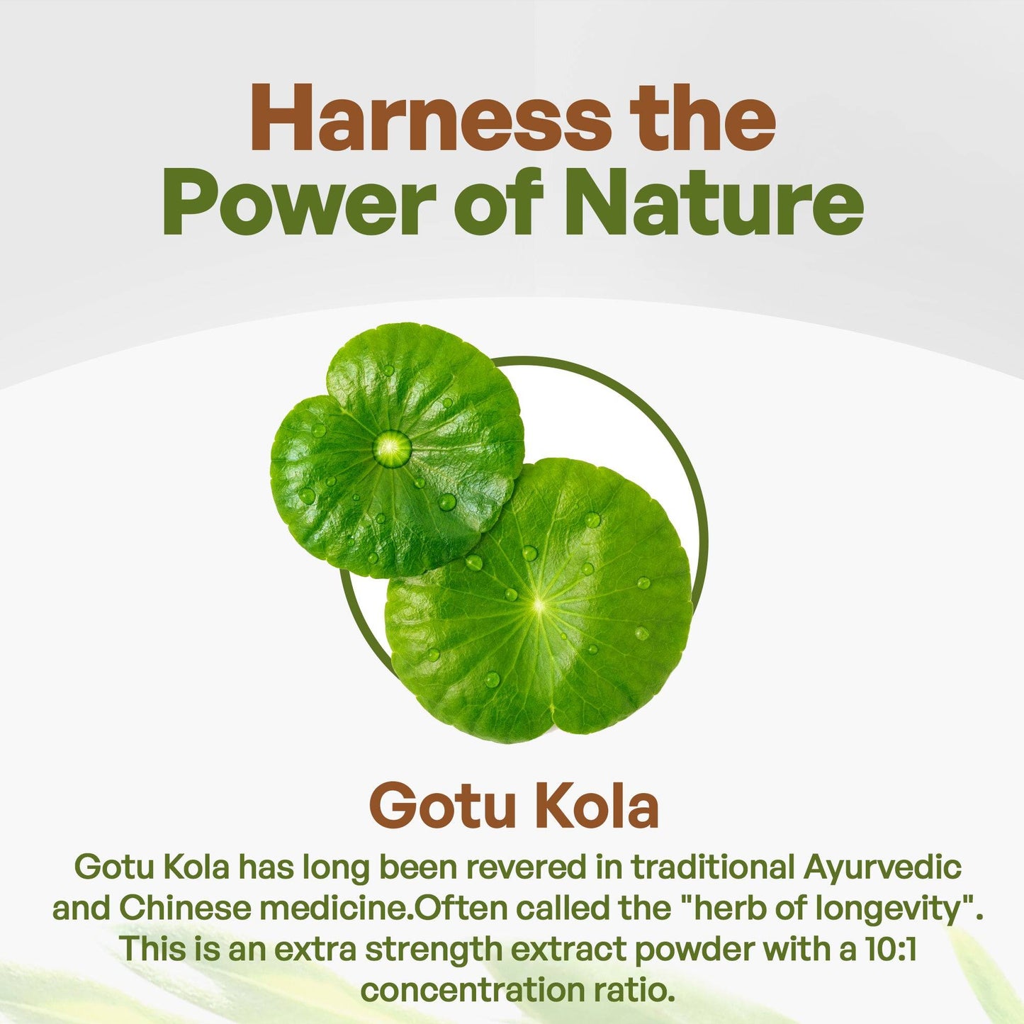 Gotu Kola Benefits Gotu Kola herbs