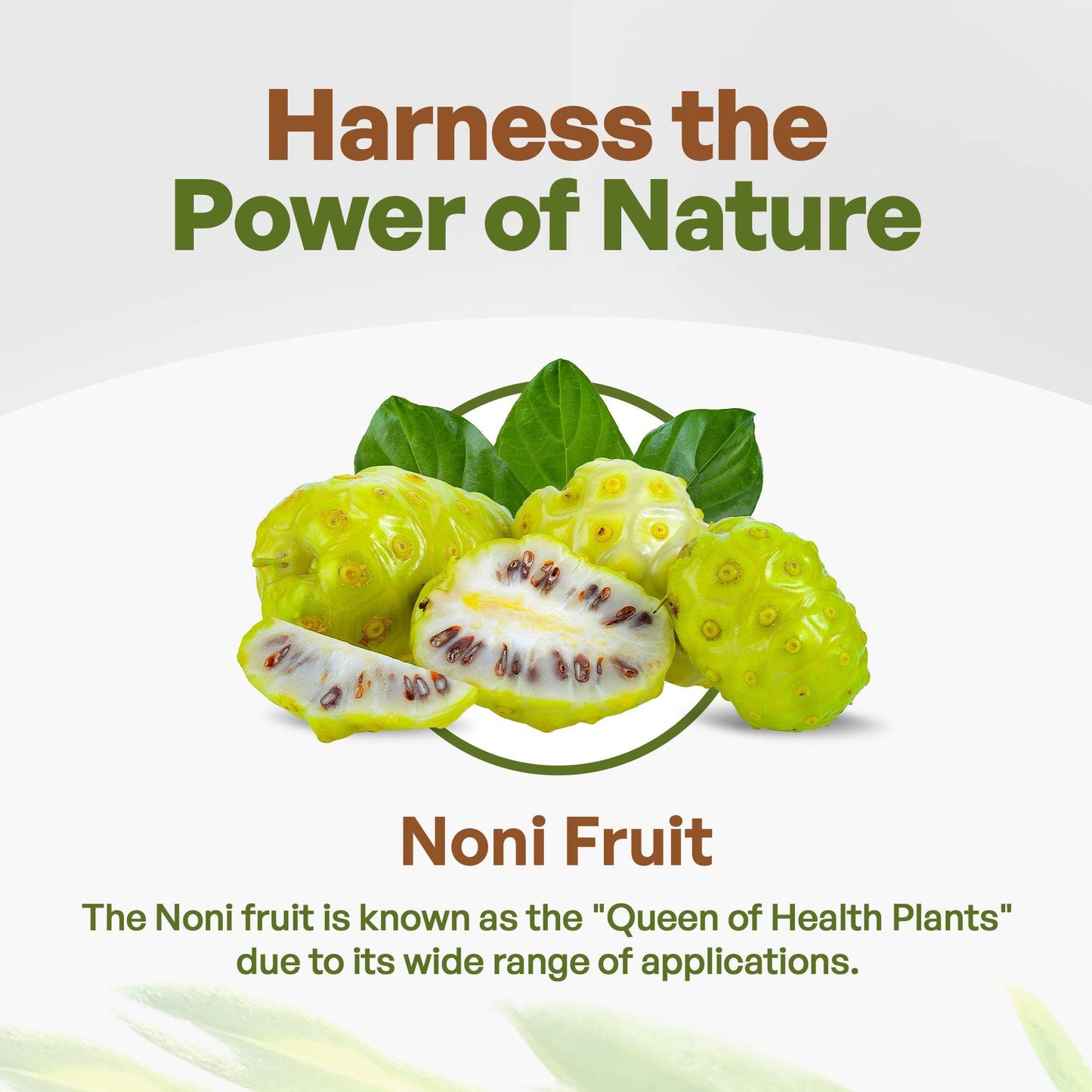 Go Nutra Organic Noni Fruit Powder 16 oz | Go Nutra
