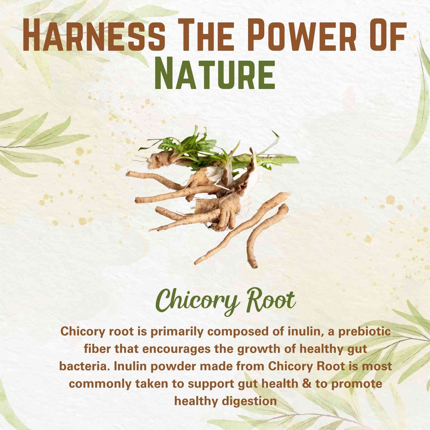 Inulin Powder Organic Chicory Root (FOS) - Soluble Inulin Fiber Prebiotic |  8oz. Health & Beauty:Vitamins & Dietary Supplements:Herbs & Botanicals Go Nutra Go Nutra Organic Inulin Powder - Chicory Root -8 oz | Dietary Supplement