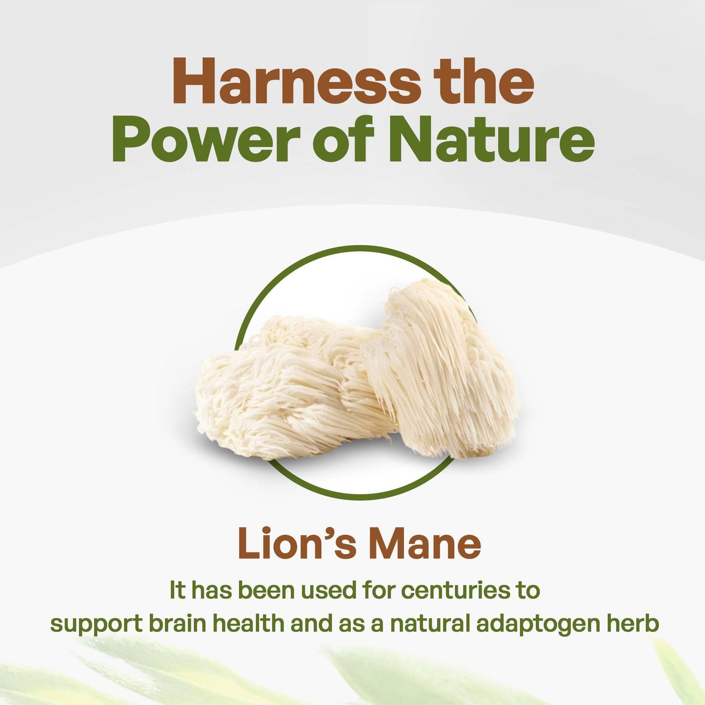 
                  
                     Lion’s Mane Mushroom Powder Extract
                  
                
