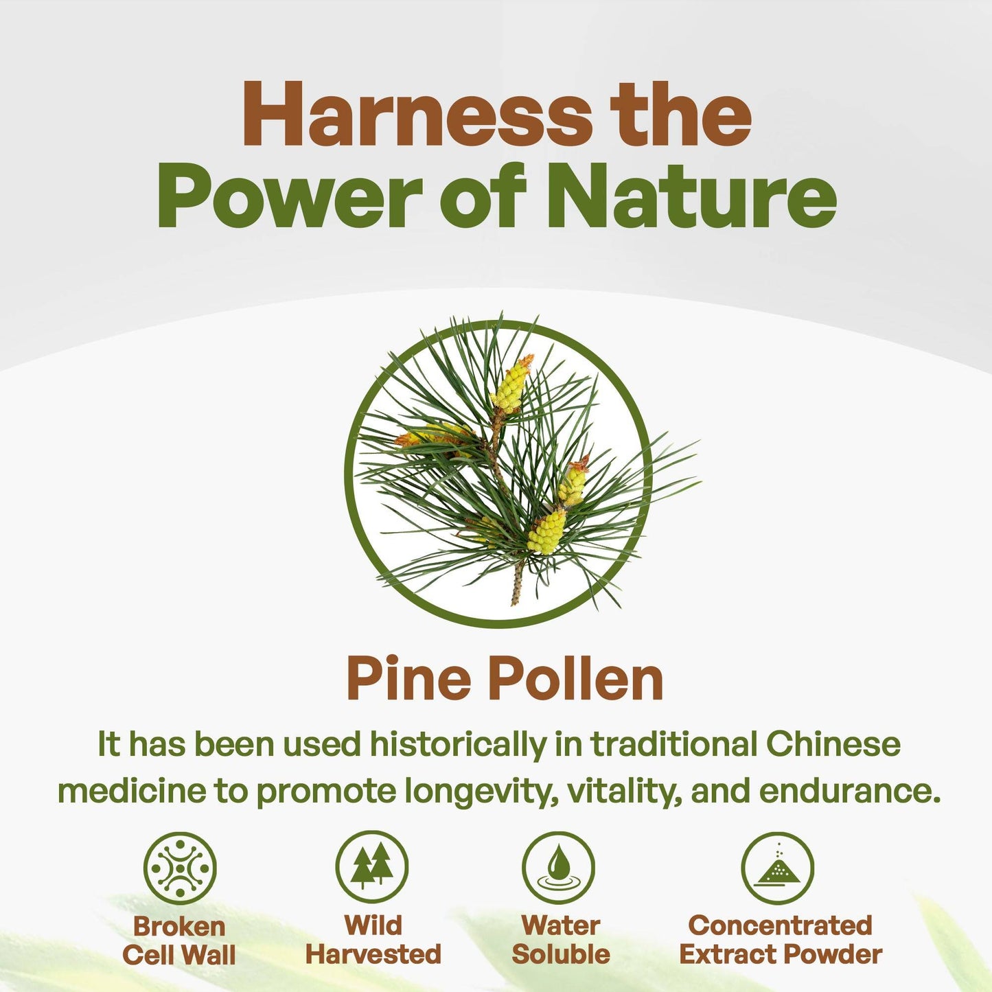 
                  
                    Pine Pollen Powder Cracked Cell 1lb Herbs & Tea Go Nutra Go Nutra Buy Pure Pine Pollen Powder Now!
                  
                