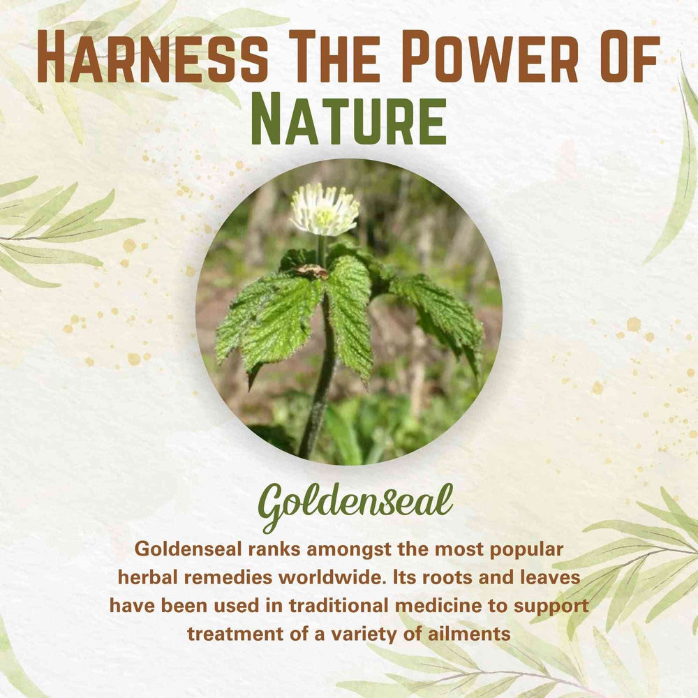 
                  
                    Goldenseal Root Extract Potent 10:1 Goldenseal Extract Powder 4 oz. Herbs & Botanicals Go Nutra Go Nutra Goldenseal Root Extract Powder Potent 10:1 - 4 oz
                  
                