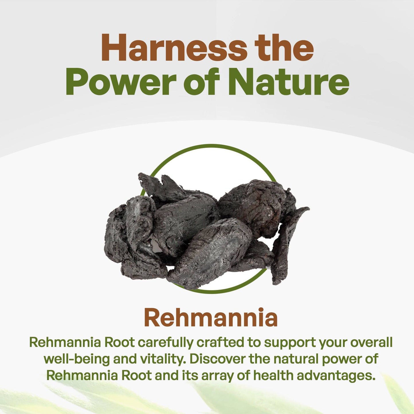 
                  
                    Go Nutra Rehmannia Root Extract Powder 
                  
                