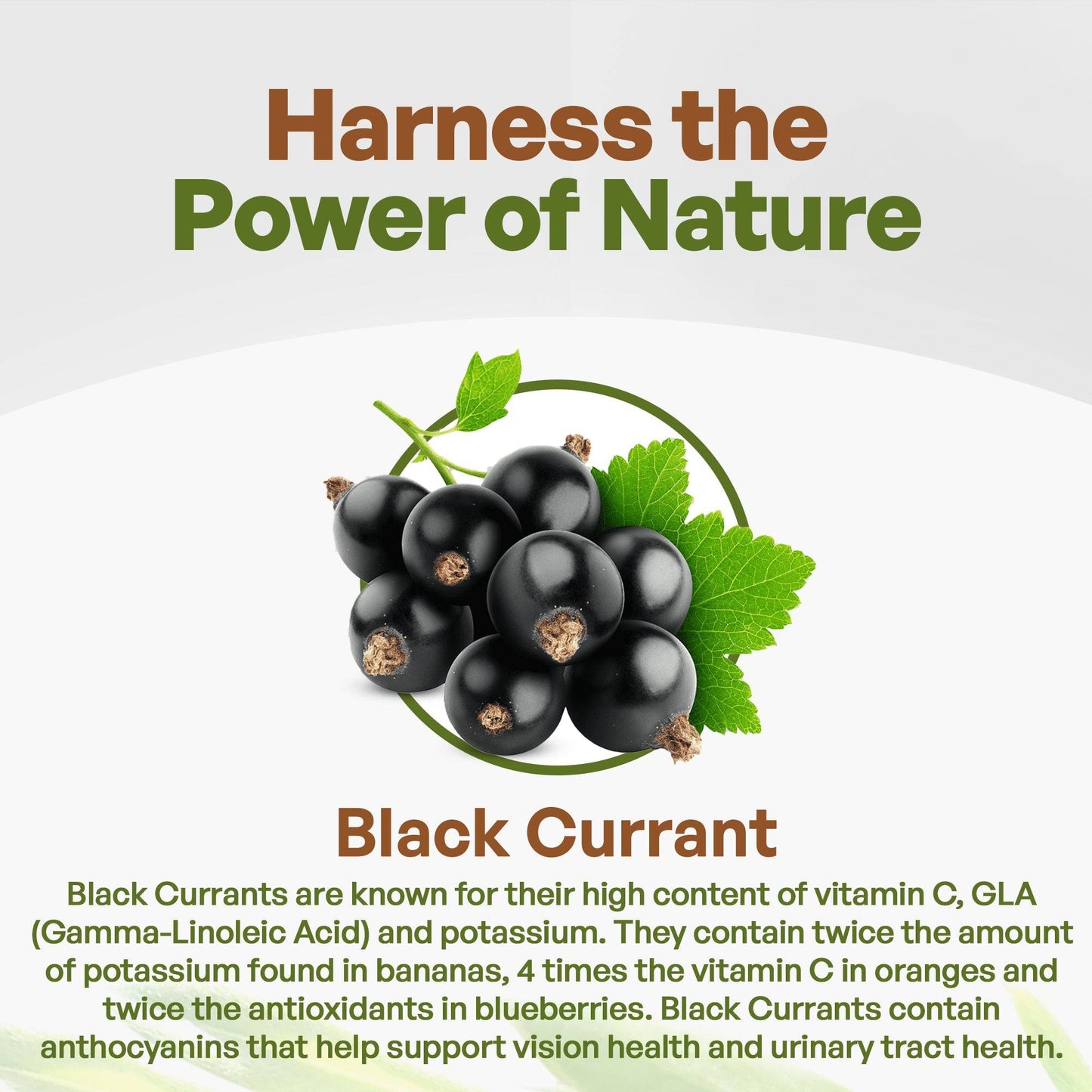 
                  
                    Black Currant Juice Powder
                  
                