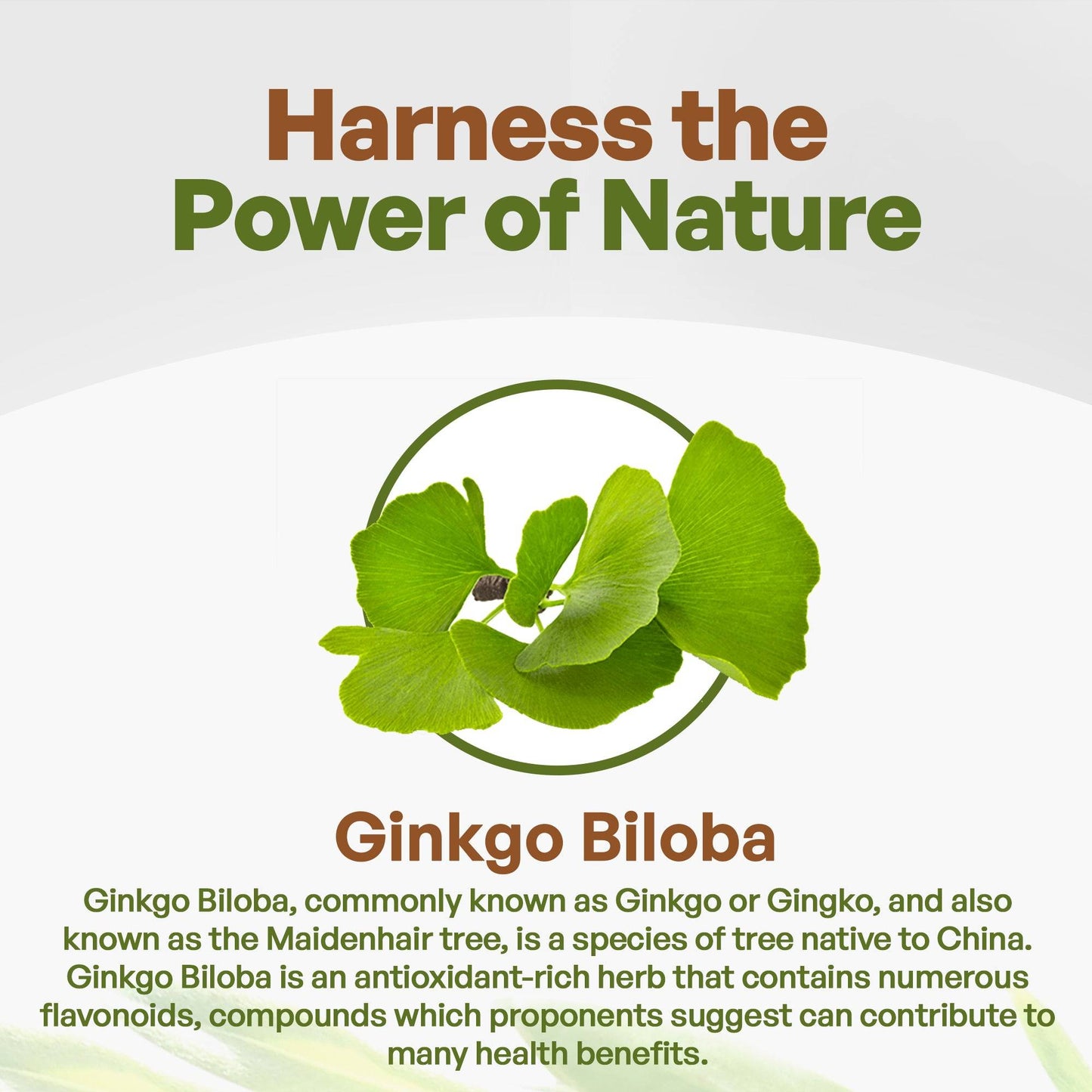 Ginkgo Biloba Leaf Extract Powder 8oz Herbs & Botanicals Go Nutra Go Nutra Organic Ginkgo Biloba Leaf Extract Powder | Pure Ginkgo Biloba