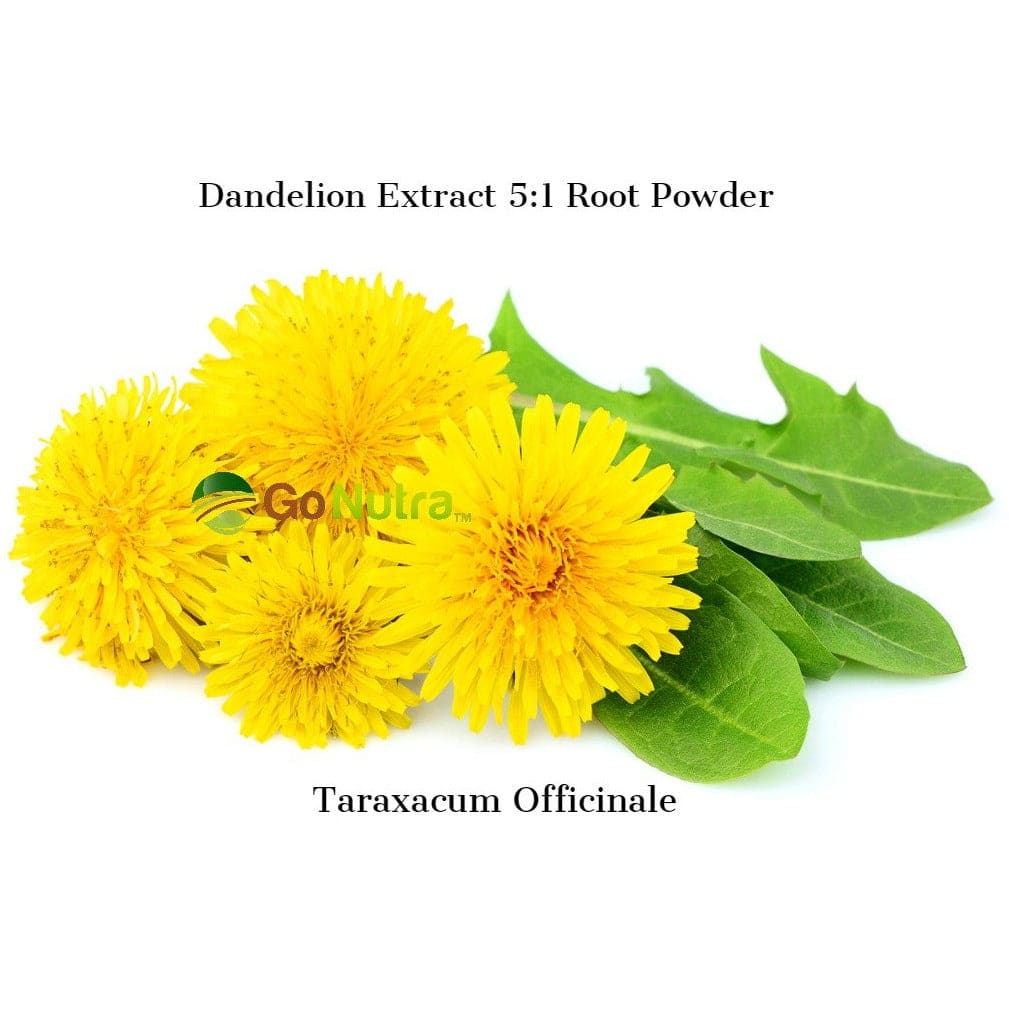 
                  
                    Dandelion Root Powder 10:1 Extract Non-Gmo 4oz | Go Nutra - 
                  
                
