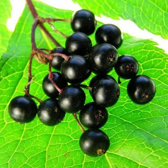 
                  
                    Elderberry Juice Powder Sambucus Nigra 1 lb | Go Nutra - 
                  
                