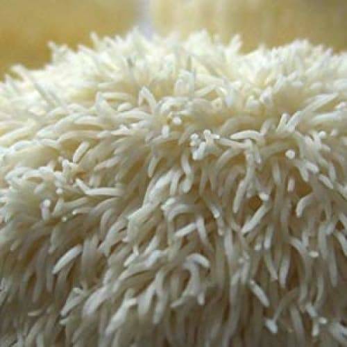 
                  
                    Lion's Mane Organic Powder 8 oz Herbs & Botanicals Go Nutra Go Nutra Lion's Mane Mushroom Powder Organic | Go Nutra
                  
                